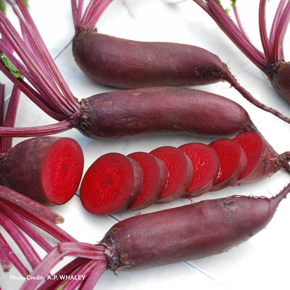 Cylindra Beet Seeds