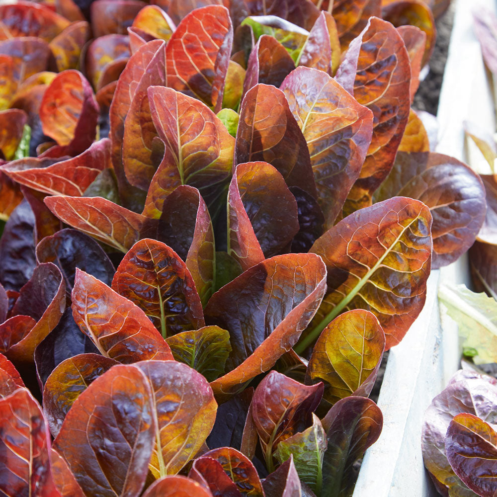 Cimmaron Lettuce Seeds