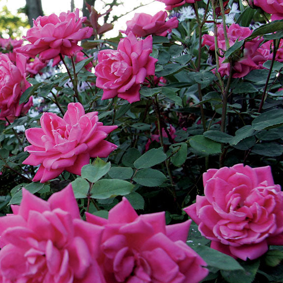 Pink Double Knock Out® Shrub Rose