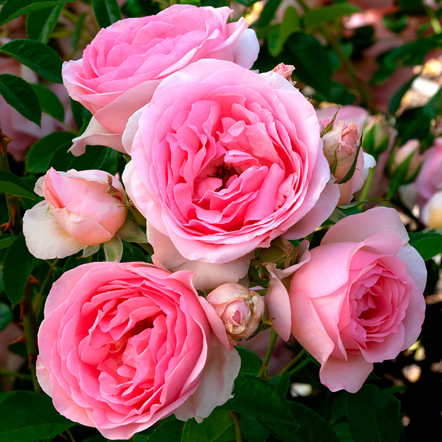 Sweet Rose of Mine Floribunda Rose