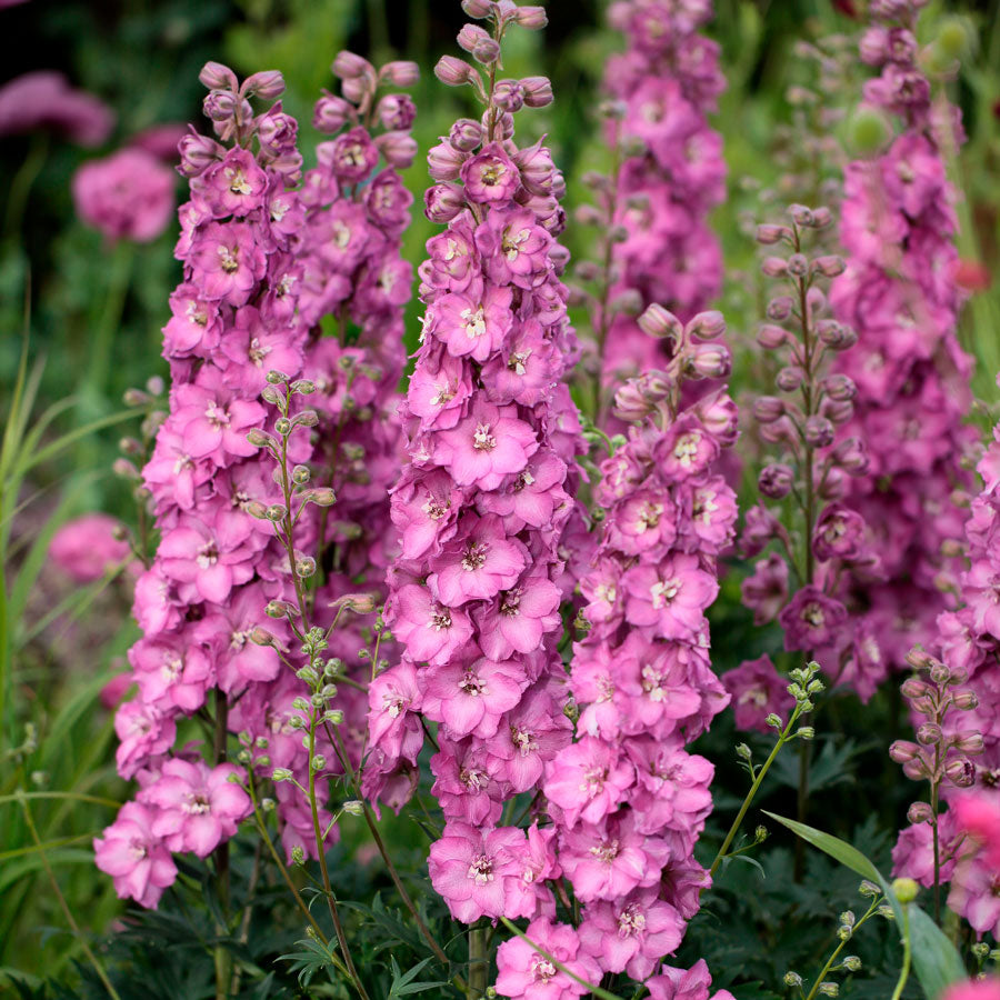 Delphinium Delgenius™ Chantay Larkspur