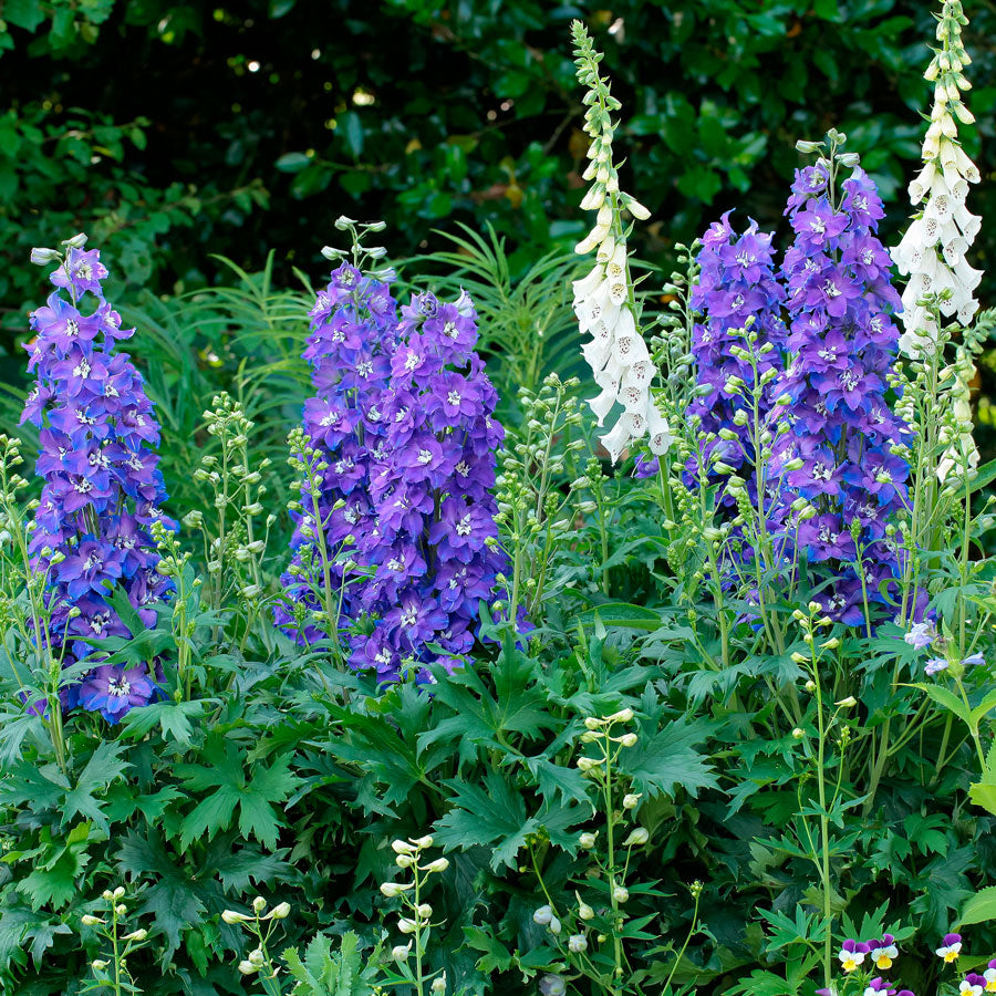 Delphinium Delgenius™ Glitzy Larkspur
