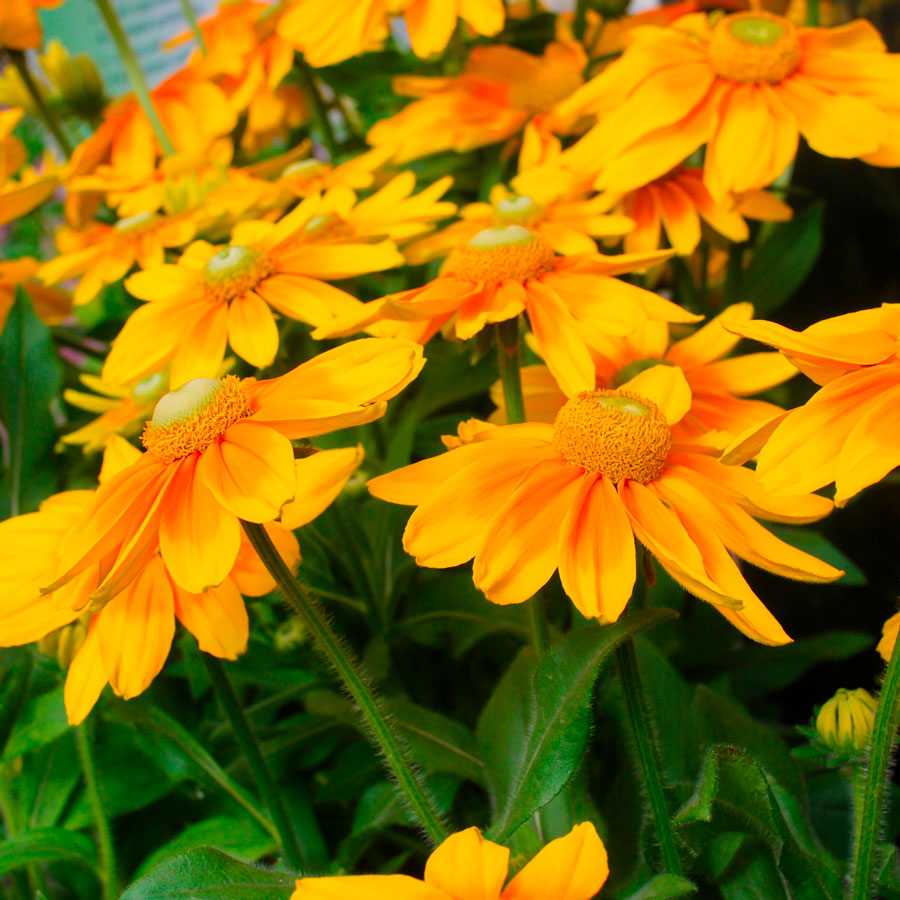 Rudbeckia 'Prairie Sun' Black-Eyed Susan