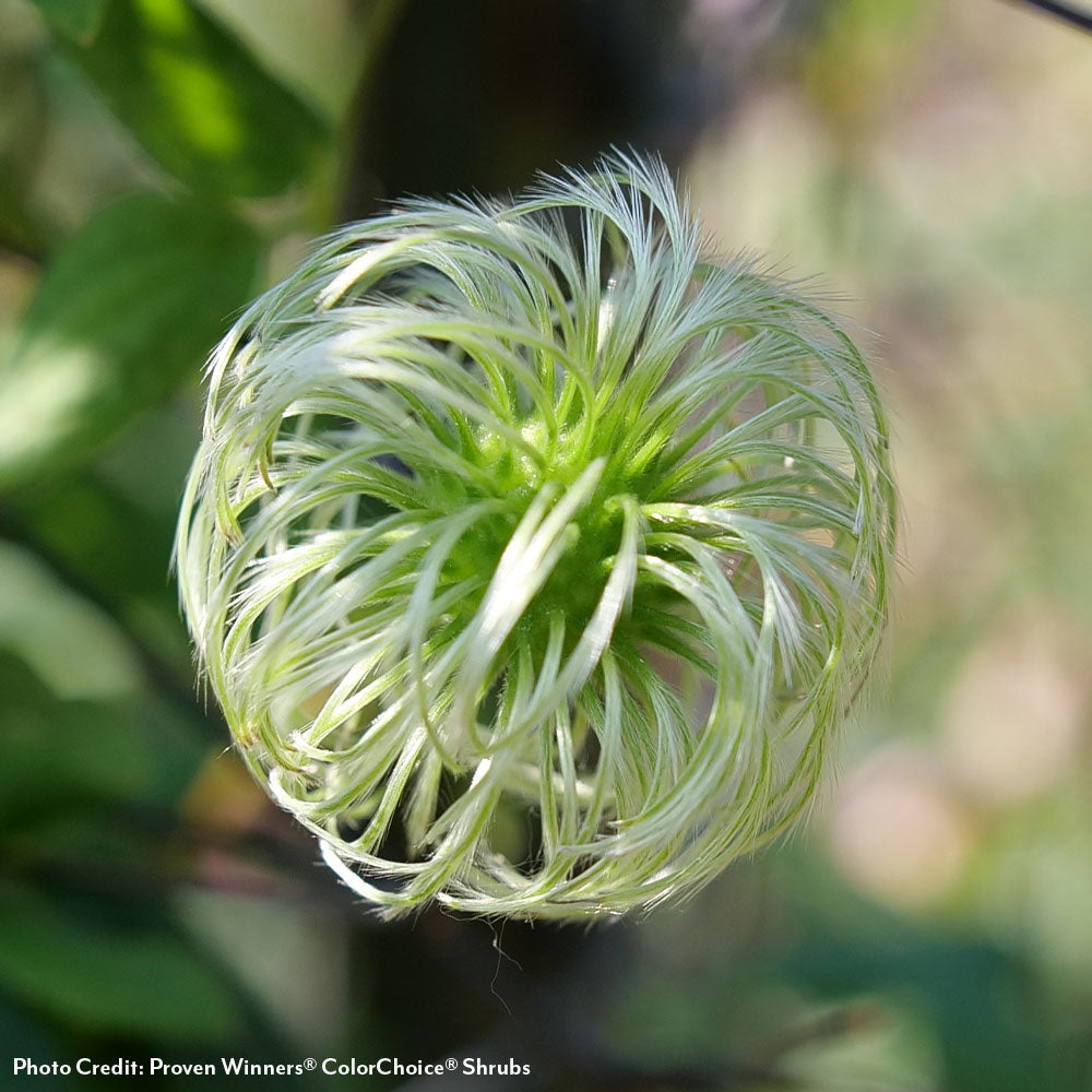 Clematis Funyella®