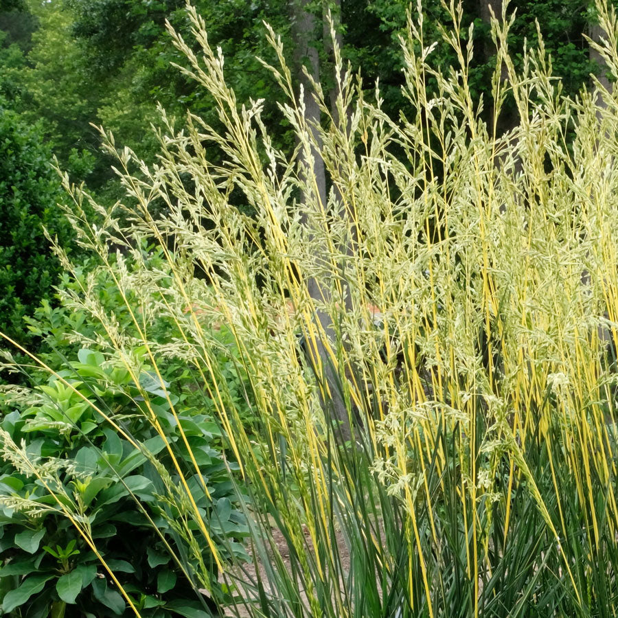Festuca 'Glow Sticks' Ornamental Tall Fescue