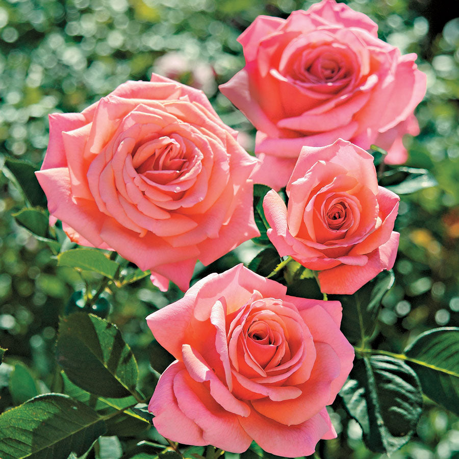 Catalina Grandiflora Rose