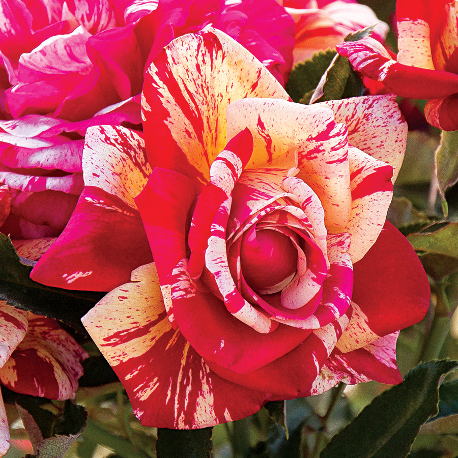 Daring Spirit® Hybrid Tea Rose