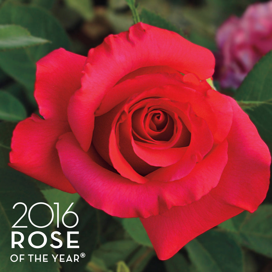 April Moon® Hybrid Tea Rose