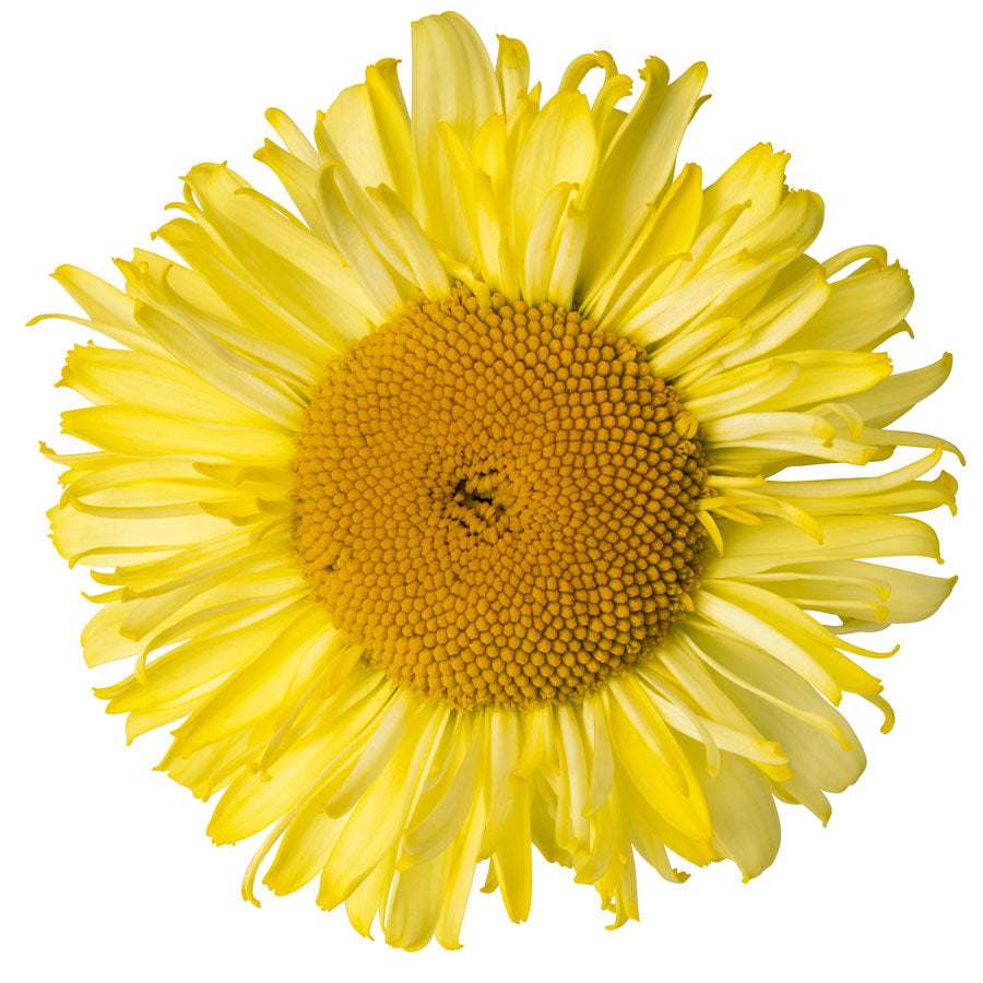 Leucanthemum Realflor® 'Real Jewel' Shasta Daisy