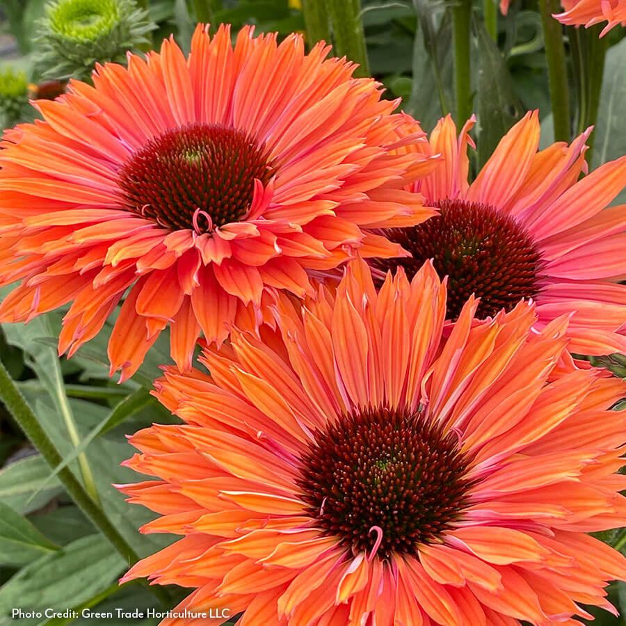 Echinacea SunSeekers® Rainbow Coneflower