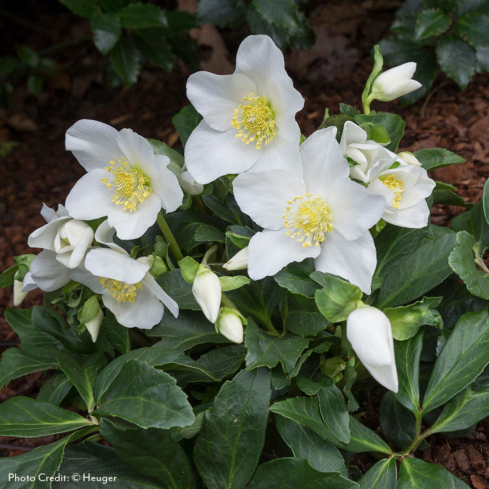 Helleborus HGC® Joel Hellebore