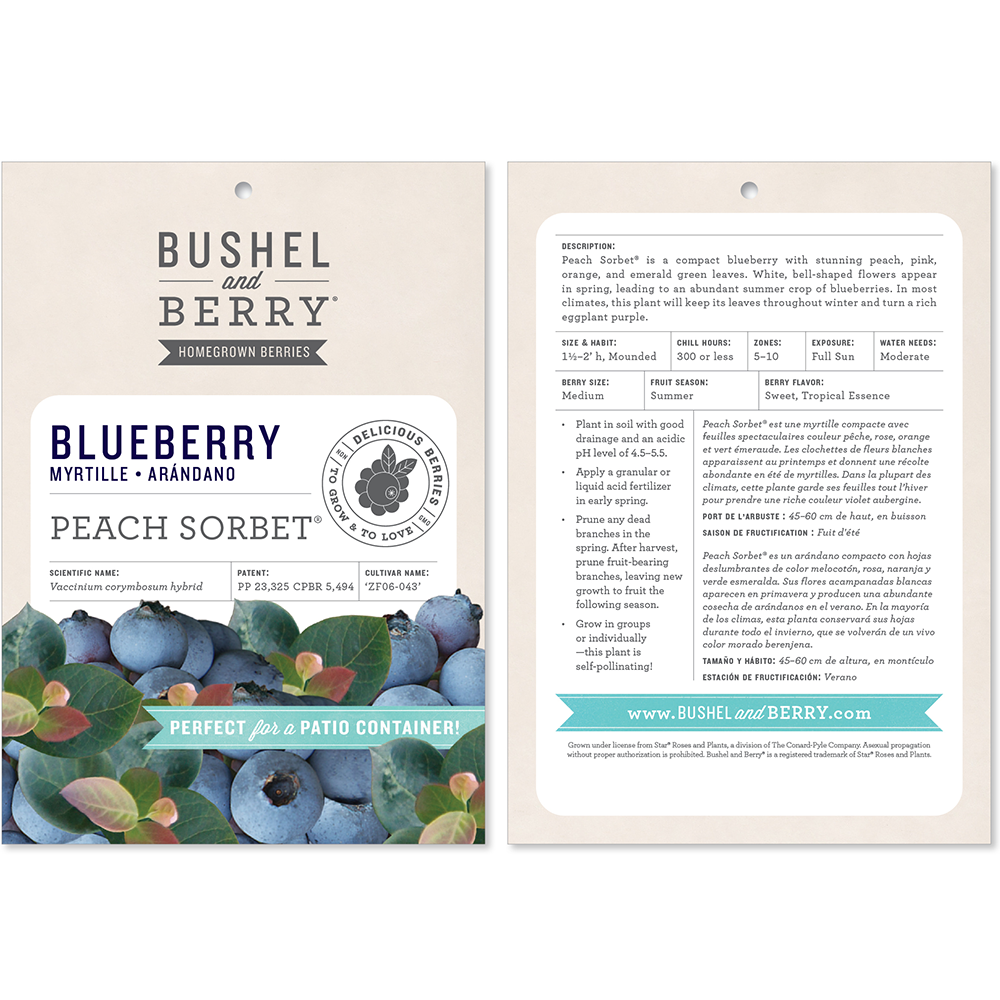 Vaccinium Bushel and Berry® Peach Sorbet® Self-Pollinating Blueberry