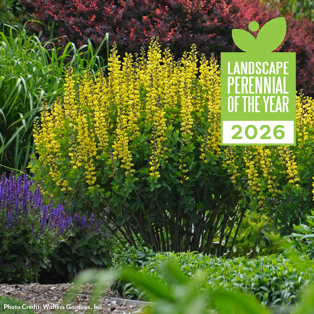 Baptisia Decadence® 'Lemon Meringue' False Indigo