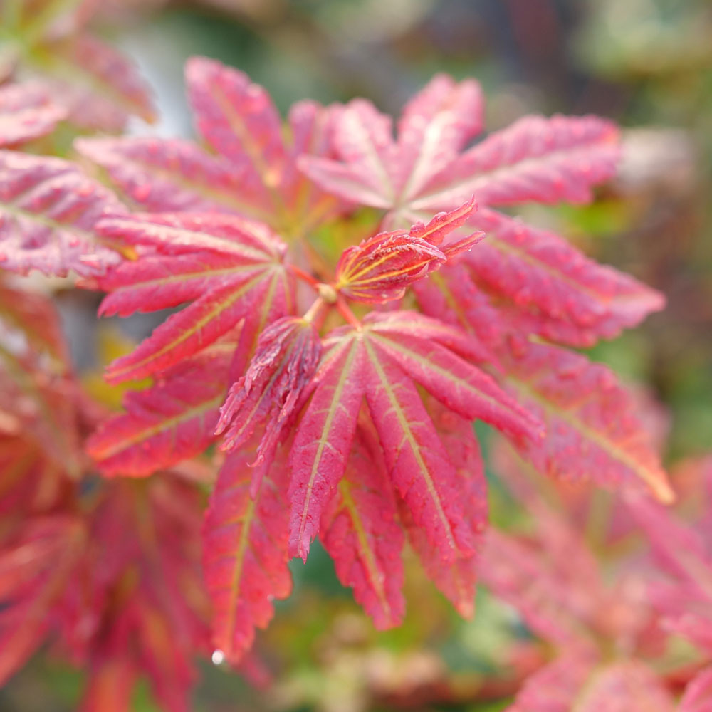 Acer Hot Chana™ Japanese Maple