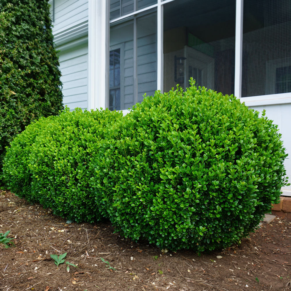 Buxus NewGen Freedom® Boxwood