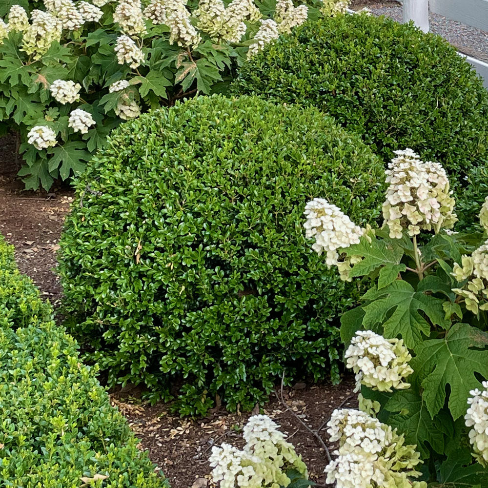 Buxus NewGen Independence® Boxwood