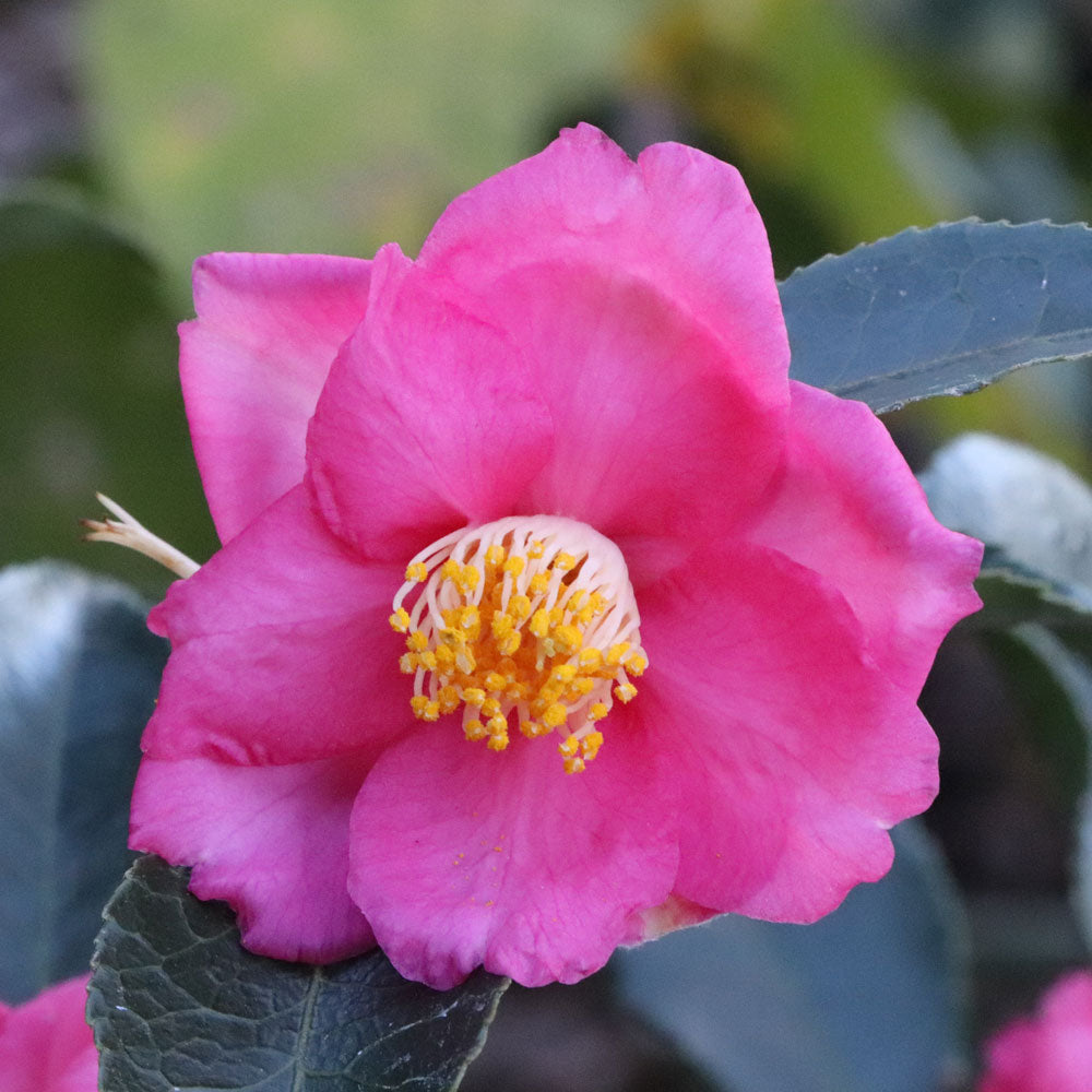 Camellia Warm Hearted® Pink