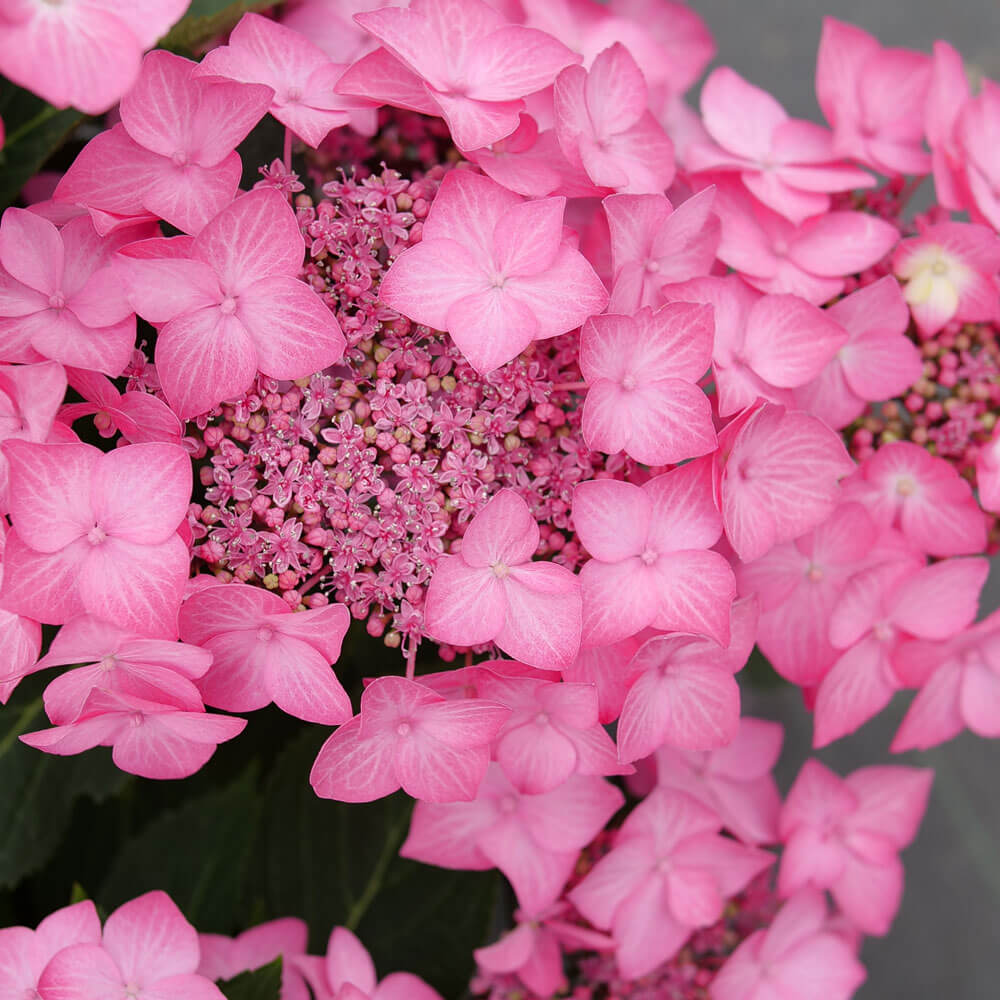 Hydrangea Let's Dance Hot Stepper® Bigleaf Hydrangea