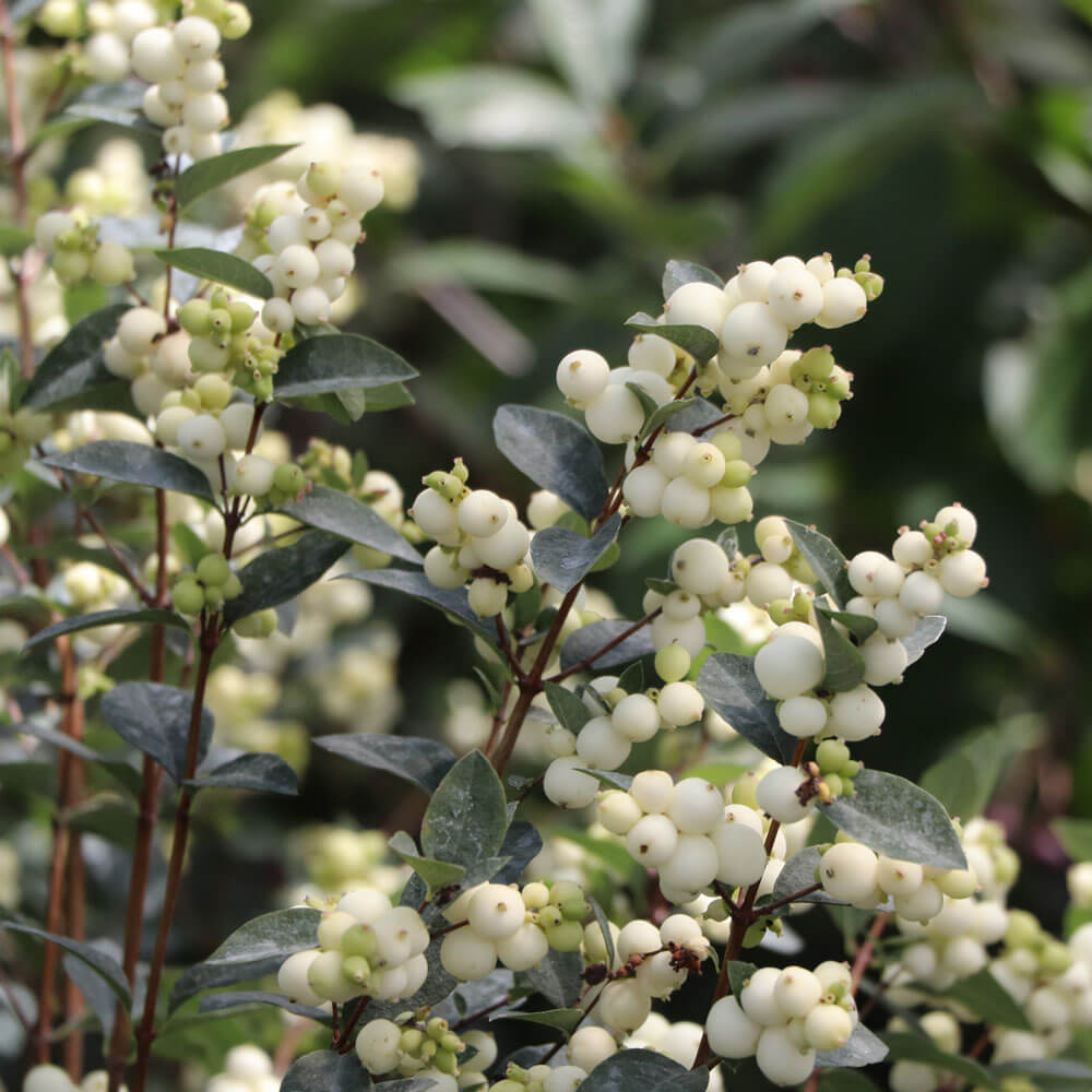 Symphoricarpos Proud Berry® Pearl Snowberry