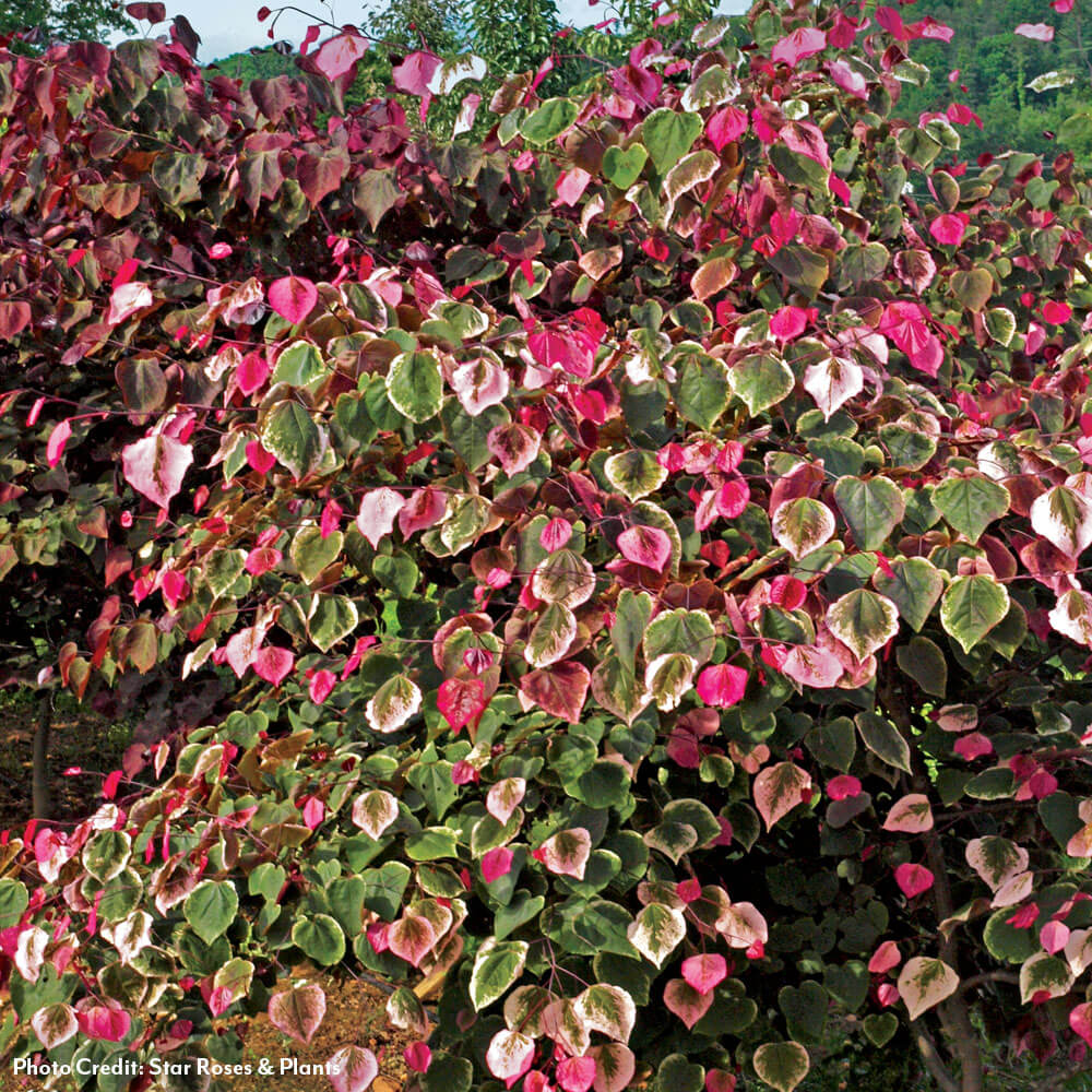 Cercis Carolina Sweetheart™ Red Bud