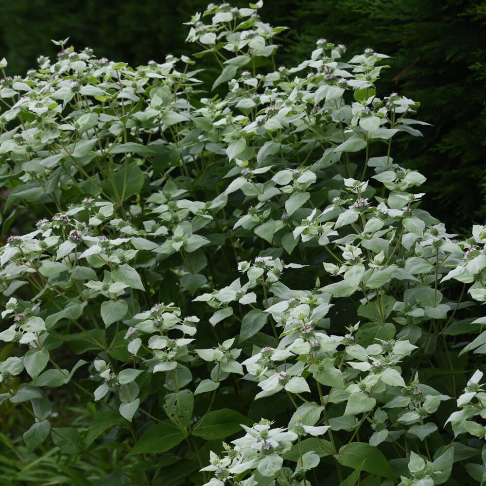 Pycnanthemum Mountain Mint