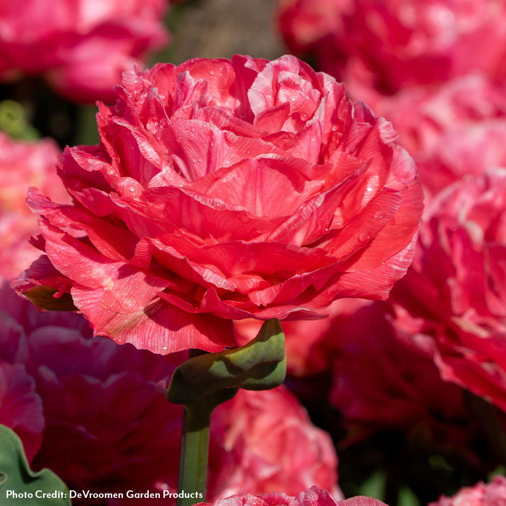 Tulipa Taiwan Tulip Bulbs