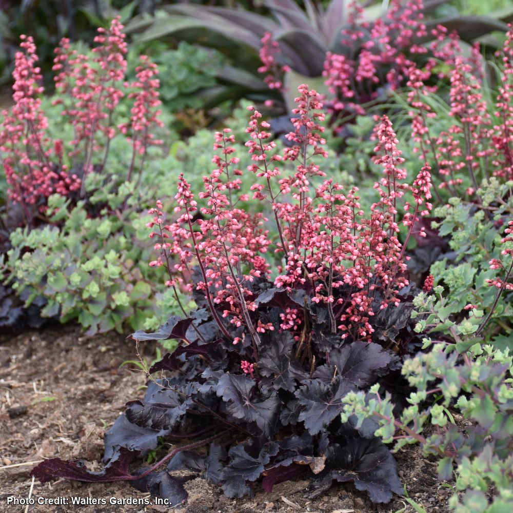 Heuchera 'Timeless Night' Coral Bells