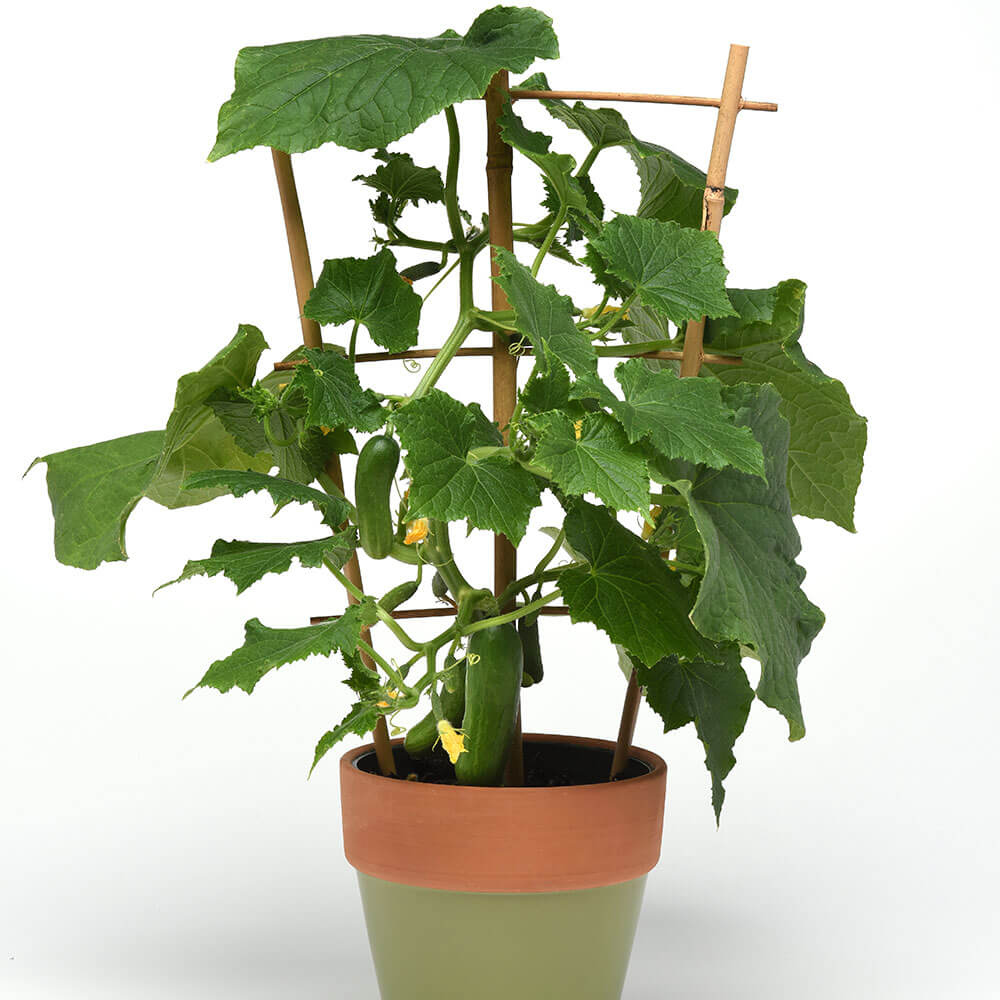 Kitchen Minis™ Quick Snack Hybrid Cucumber Seeds