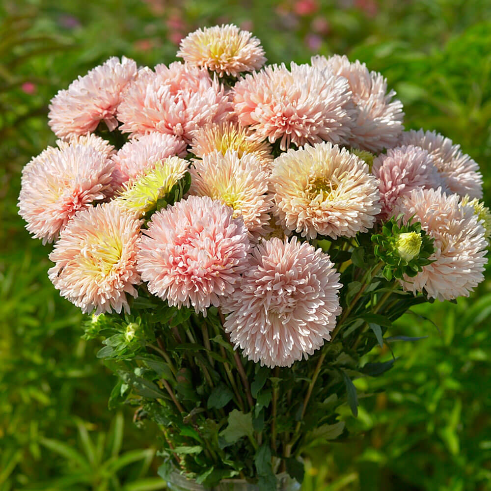 Park's Picks Apricot Aster Seeds