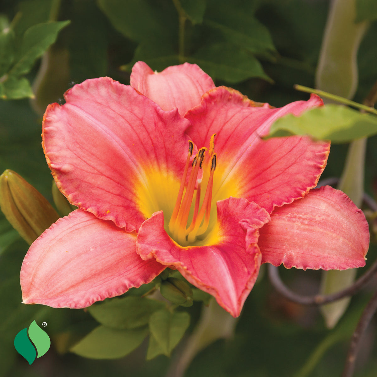 Hemerocallis Rosa Bellini Daylily