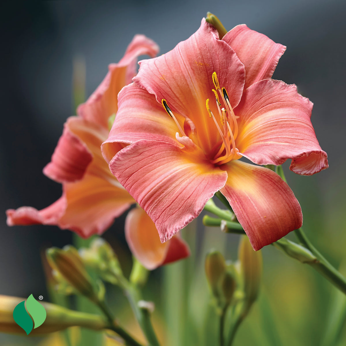 Hemerocallis Everydaylily® Pink Cream® Daylily