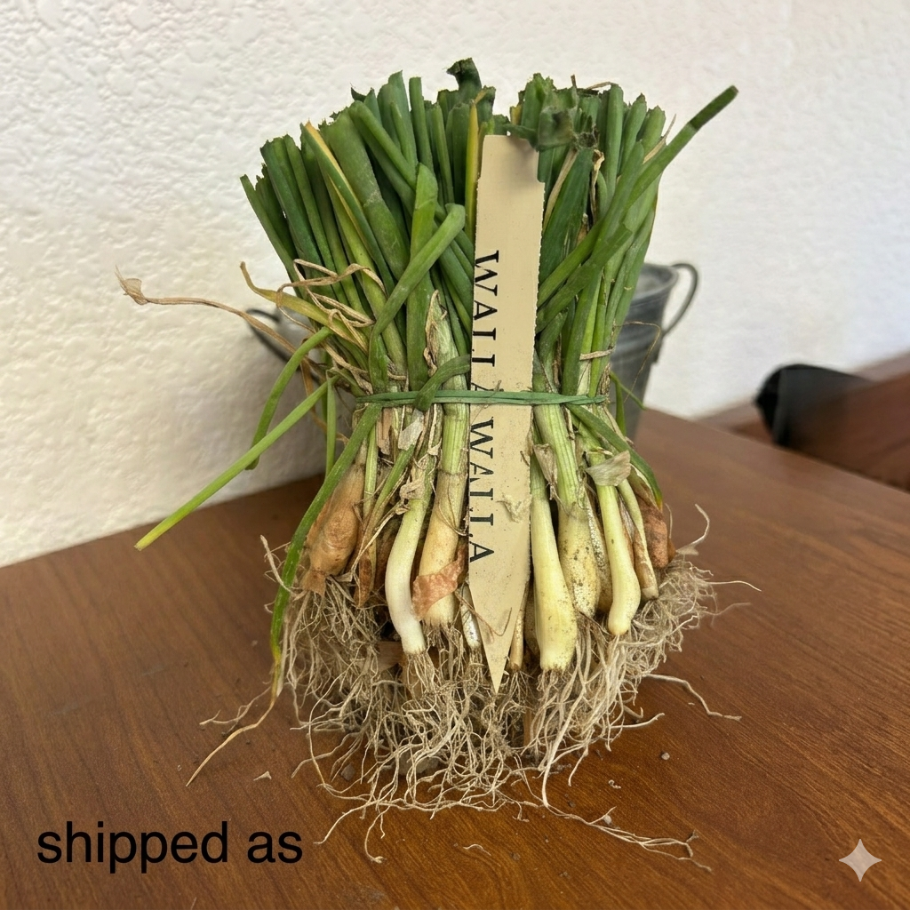 Walla Walla Sweet Onion Sets