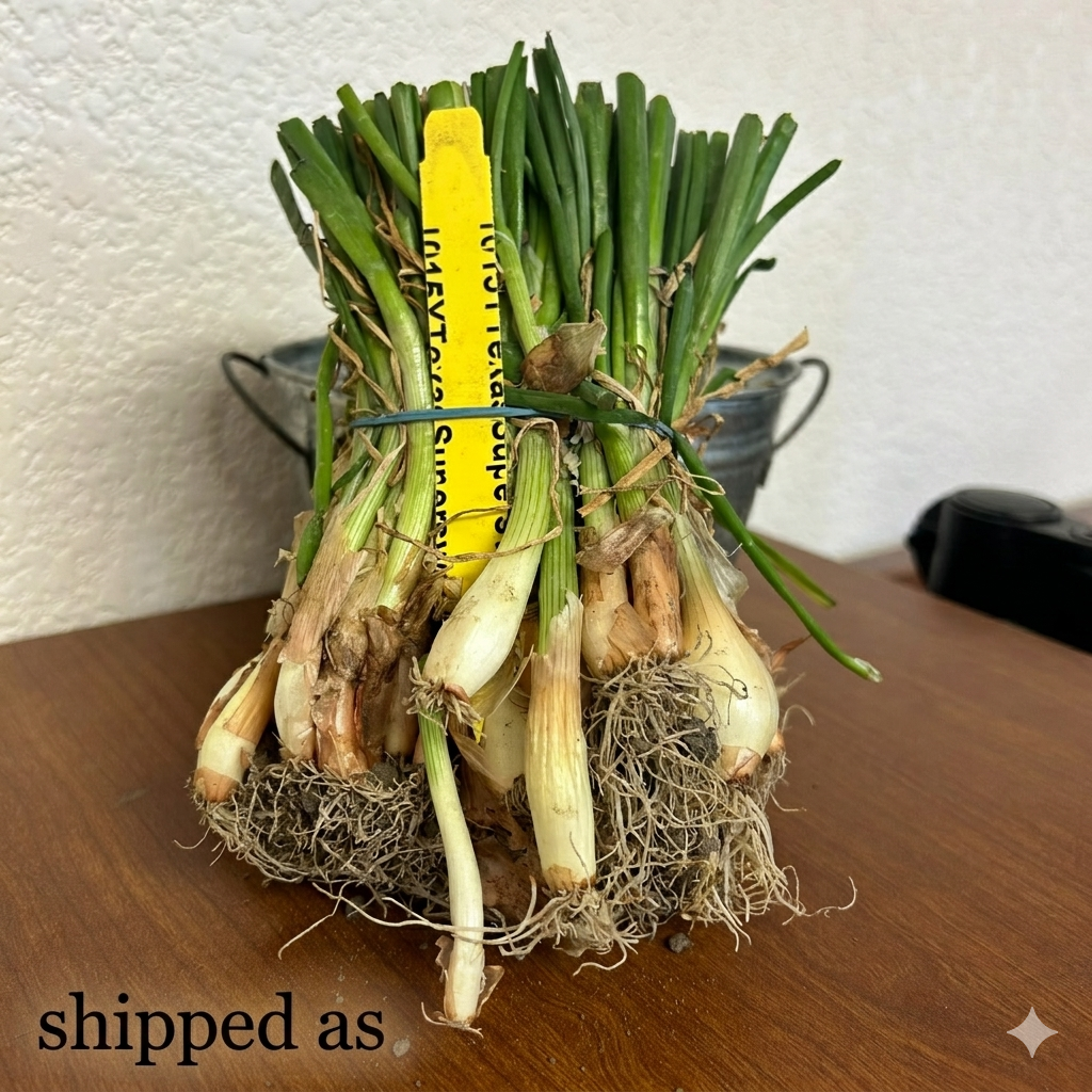 Texas Super-Sweet Onion Sets