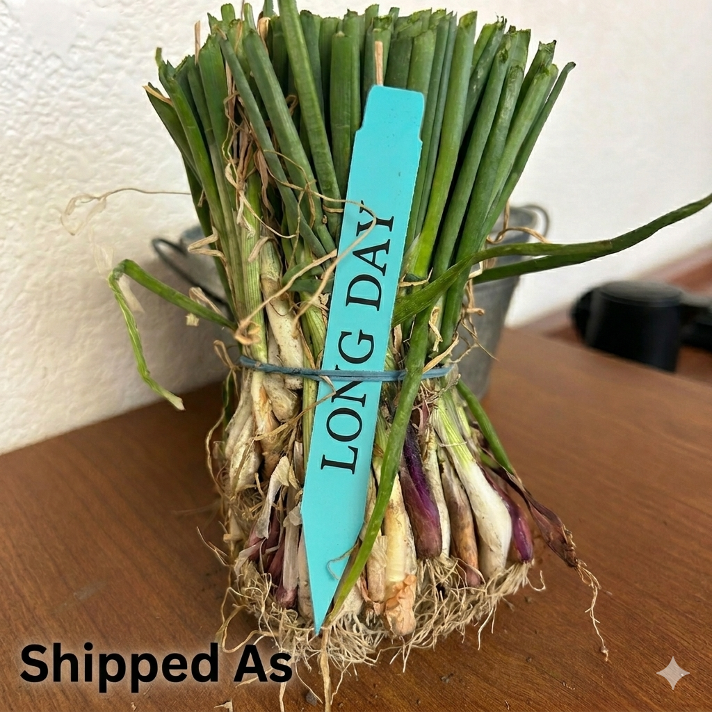 Long-Day (Northern) Onion Sets Mix