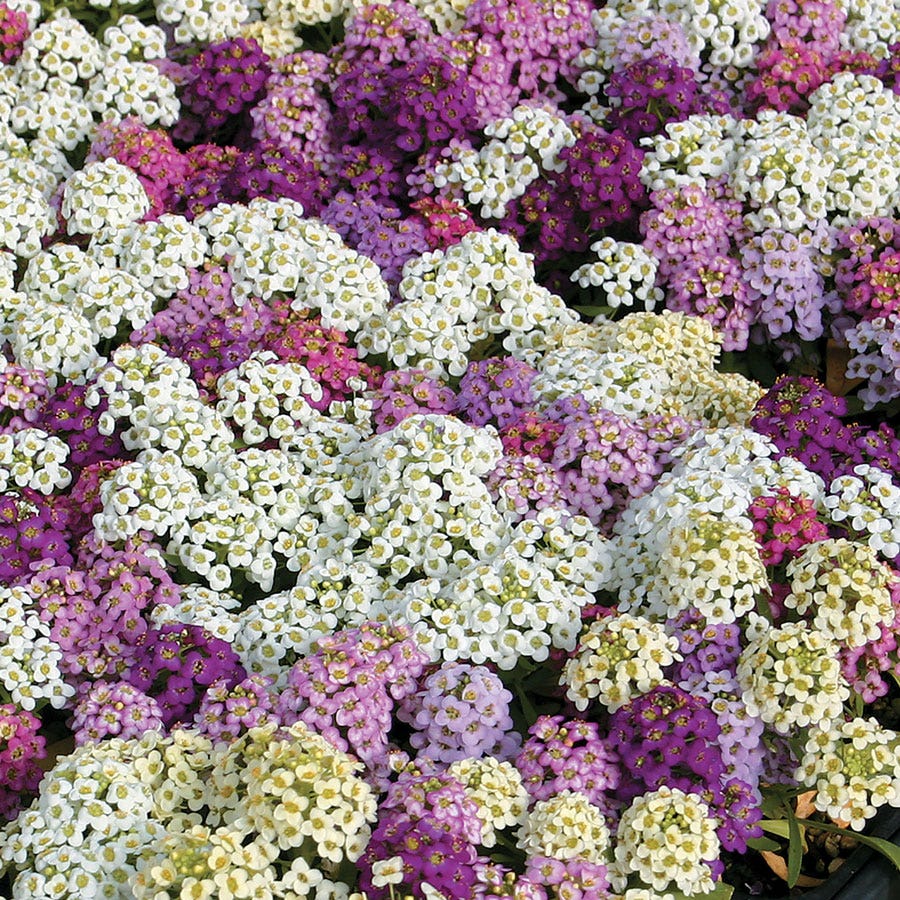Wonderland® Mix Sweet Alyssum Seeds