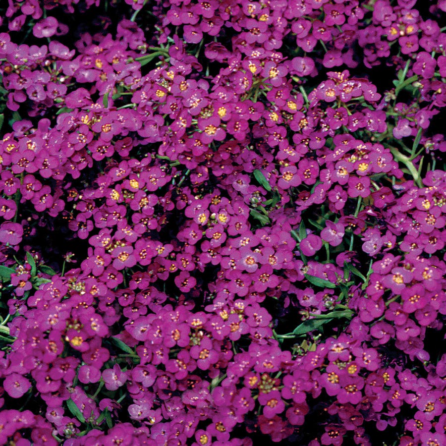 Wonderland® Deep Purple Sweet Alyssum Seeds