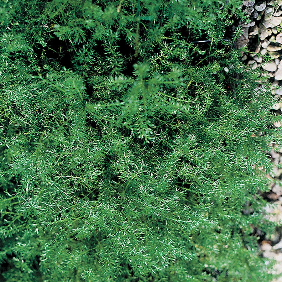 Roman Chamomile Seeds