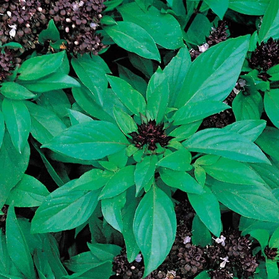 Siam Queen Thai Basil Seeds