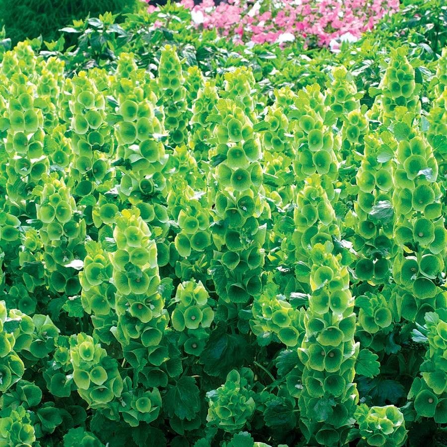 Bells Of Ireland Seeds