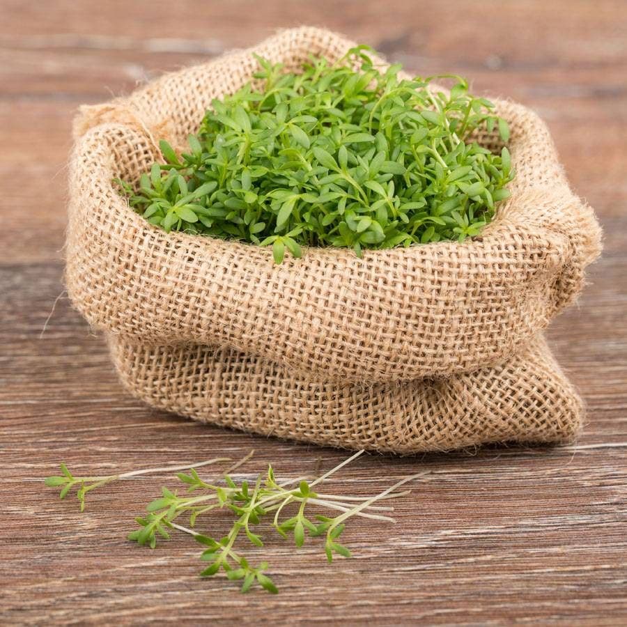 Sprouting Watercress Seeds
