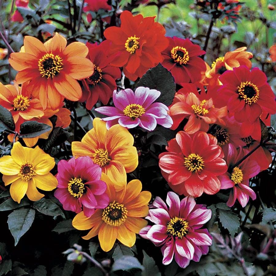 Bishop's Children Dahlia Seeds