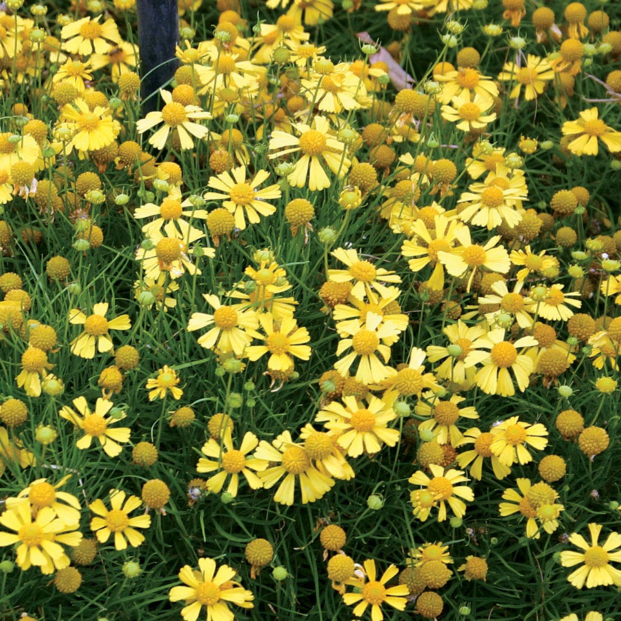 Dakota Gold Helenium Seeds