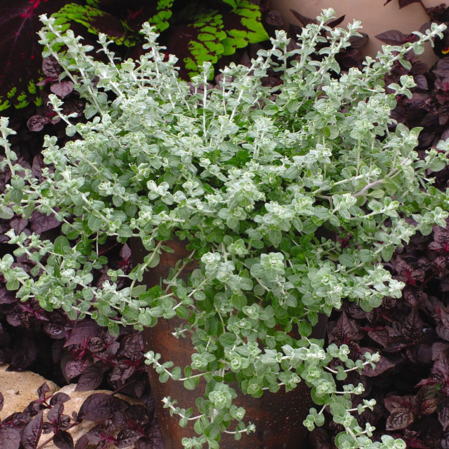 Silver Mist Helichrysum Seeds
