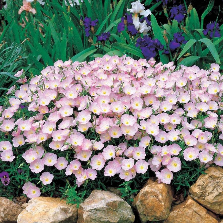 Evening Primrose Seeds
