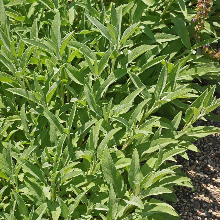 Sage Seeds