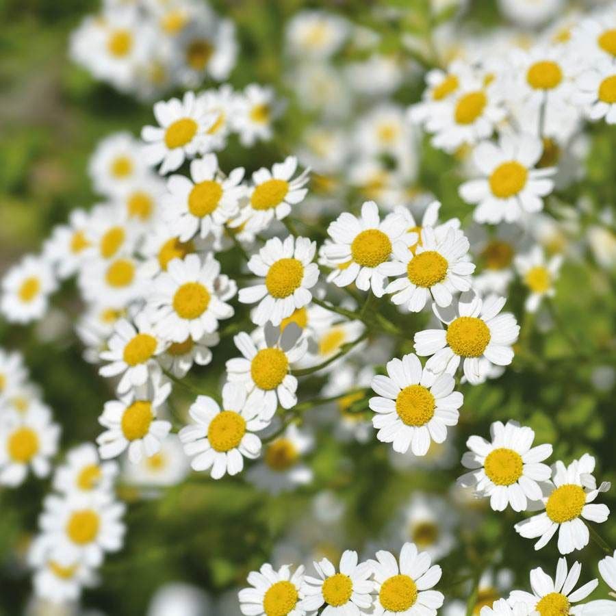Golden Feverfew Seeds