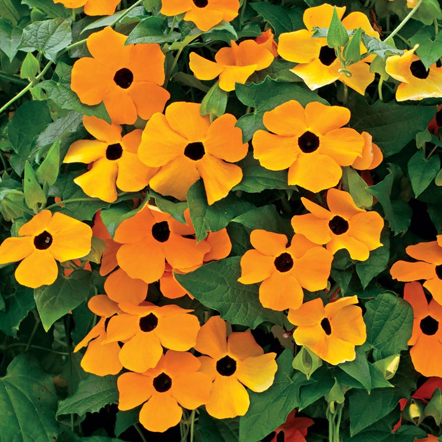 Susie™ Orange Black-Eyed Susan Vine Thunbergia Seeds