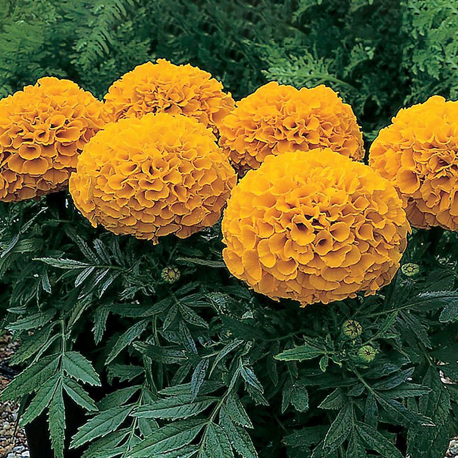 Antigua™ Orange Hybrid Marigold Seeds