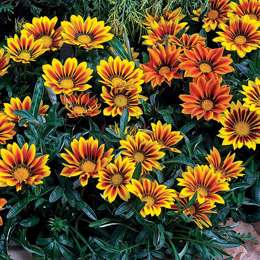 Kiss™ Flame Mix Hybrid Gazania Seeds