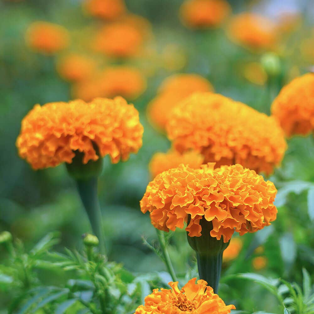 Park's Whopper Orange Marigold Seeds